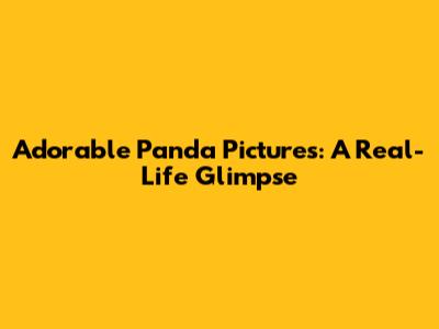 Adorable Panda Pictures: A Real-Life Glimpse