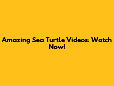 Amazing Sea Turtle Videos: Watch Now!