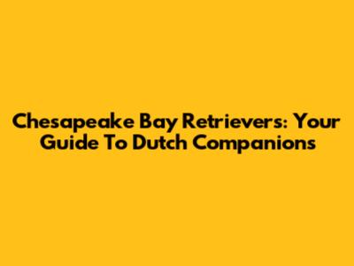 Chesapeake Bay Retrievers: Your Guide To Dutch Companions