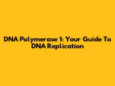 DNA Polymerase 1: Your Guide To DNA Replication