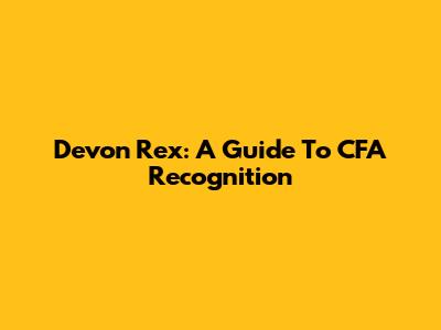 Devon Rex: A Guide To CFA Recognition