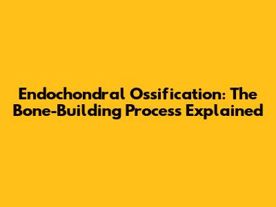 Endochondral Ossification: The Bone-Building Process Explained