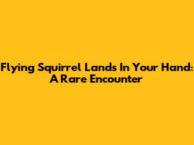 Flying Squirrel Lands In Your Hand: A Rare Encounter