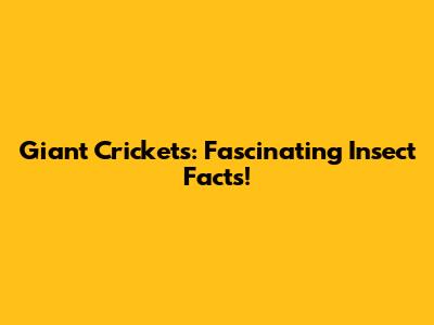 Giant Crickets: Fascinating Insect Facts!