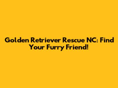 Golden Retriever Rescue NC: Find Your Furry Friend!