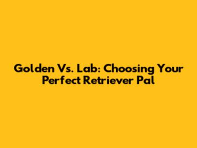 Golden Vs. Lab: Choosing Your Perfect Retriever Pal
