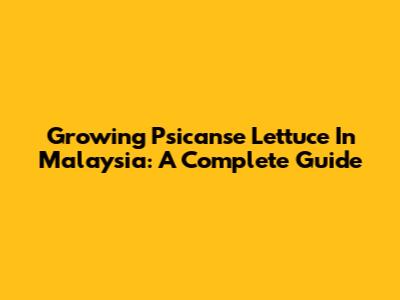 Growing Psicanse Lettuce In Malaysia: A Complete Guide