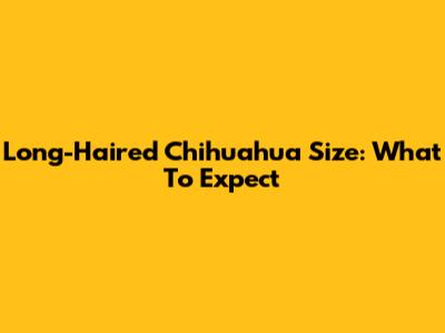 Long-Haired Chihuahua Size: What To Expect