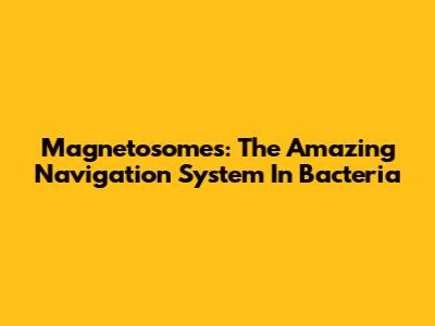 Magnetosomes: The Amazing Navigation System In Bacteria