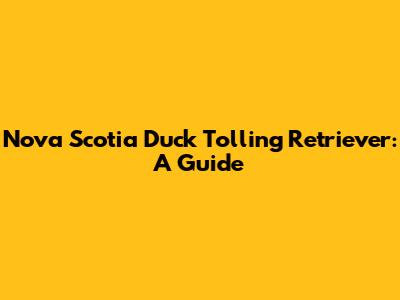 Nova Scotia Duck Tolling Retriever: A Guide
