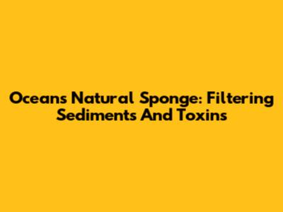 Ocean's Natural Sponge: Filtering Sediments And Toxins