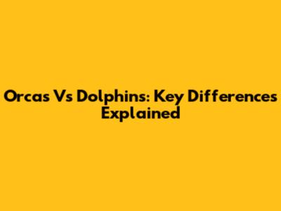 Orcas Vs Dolphins: Key Differences Explained