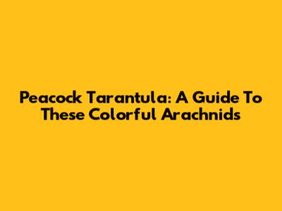 Peacock Tarantula: A Guide To These Colorful Arachnids