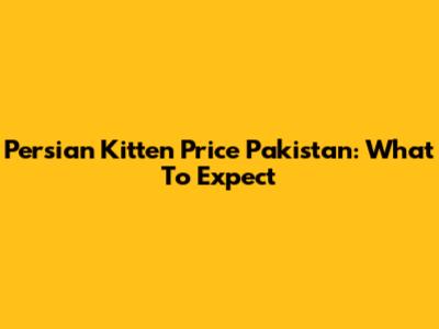 Persian Kitten Price Pakistan: What To Expect
