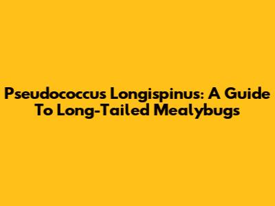 Pseudococcus Longispinus: A Guide To Long-Tailed Mealybugs