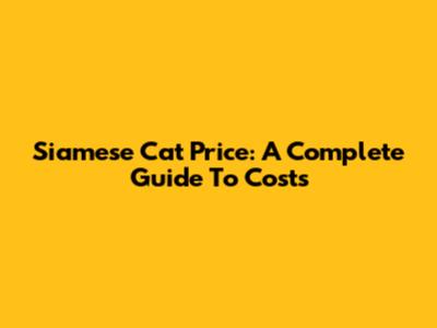 Siamese Cat Price: A Complete Guide To Costs