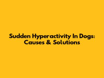 Sudden Hyperactivity In Dogs: Causes & Solutions